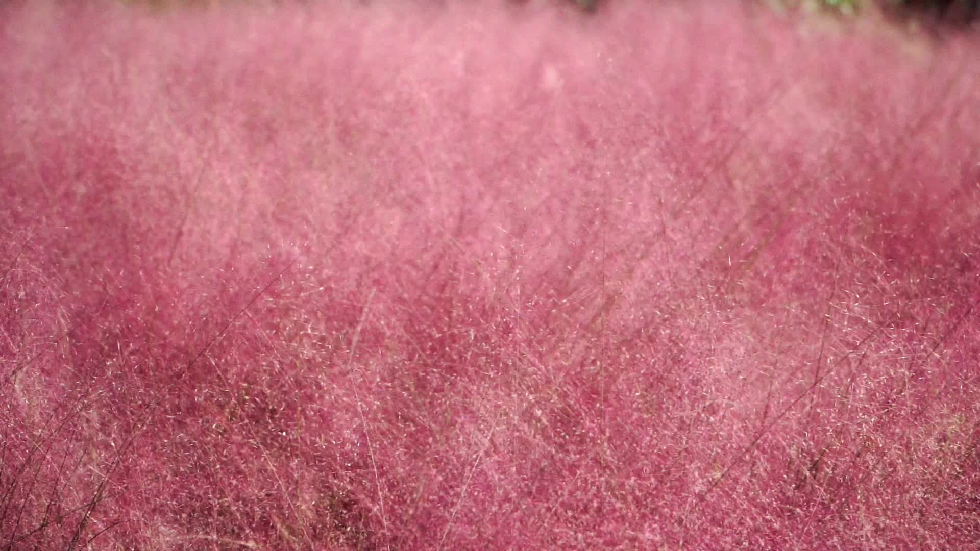 自然植物花卉粉黛视频的预览图