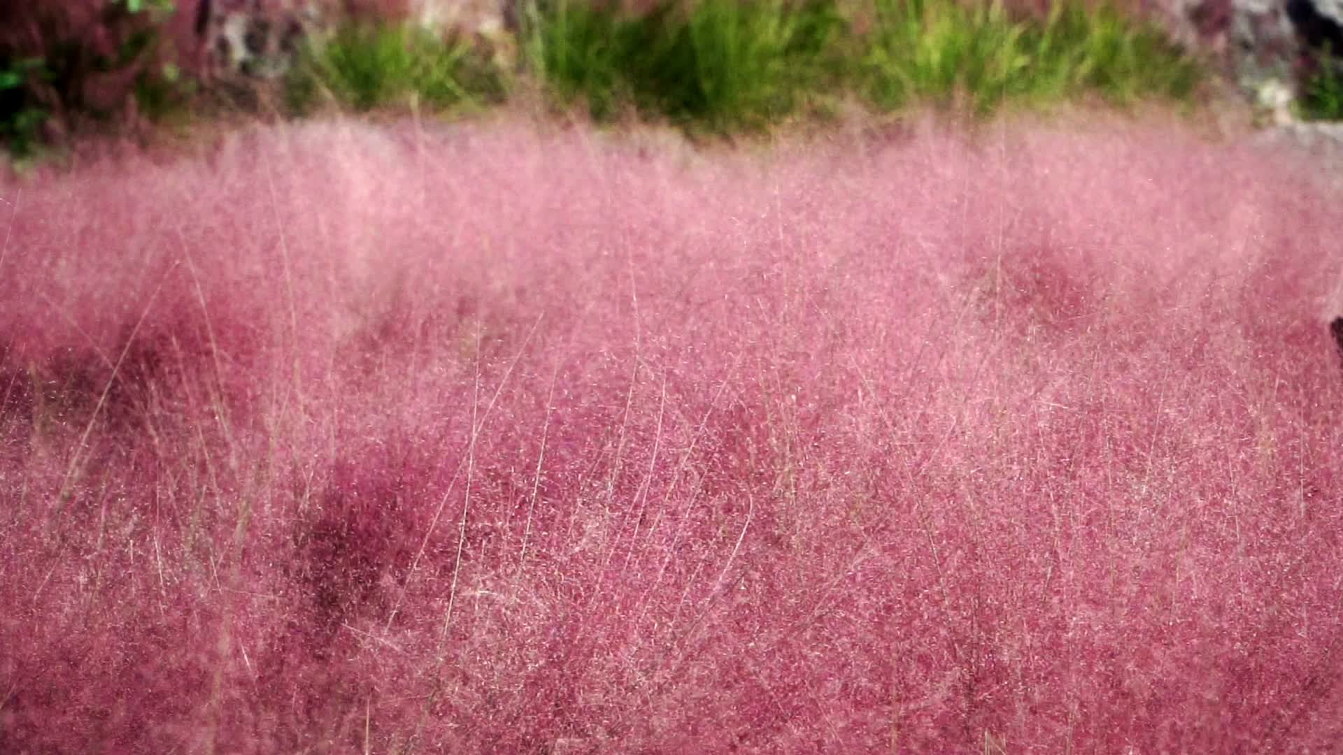 自然植物花卉粉黛视频的预览图