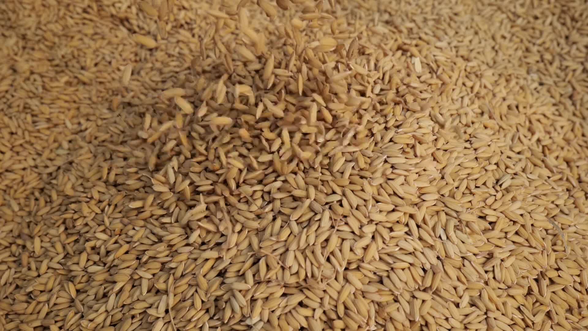 水稻丰产优质的水稻展示视频的预览图