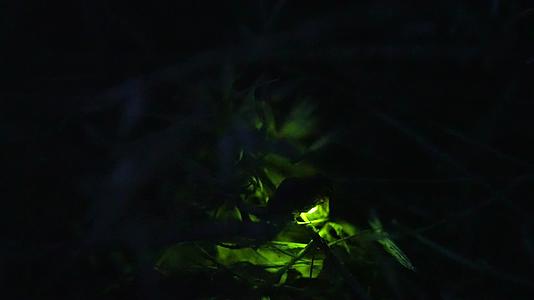 夜晚草丛萤火虫闪烁亮光视频的预览图