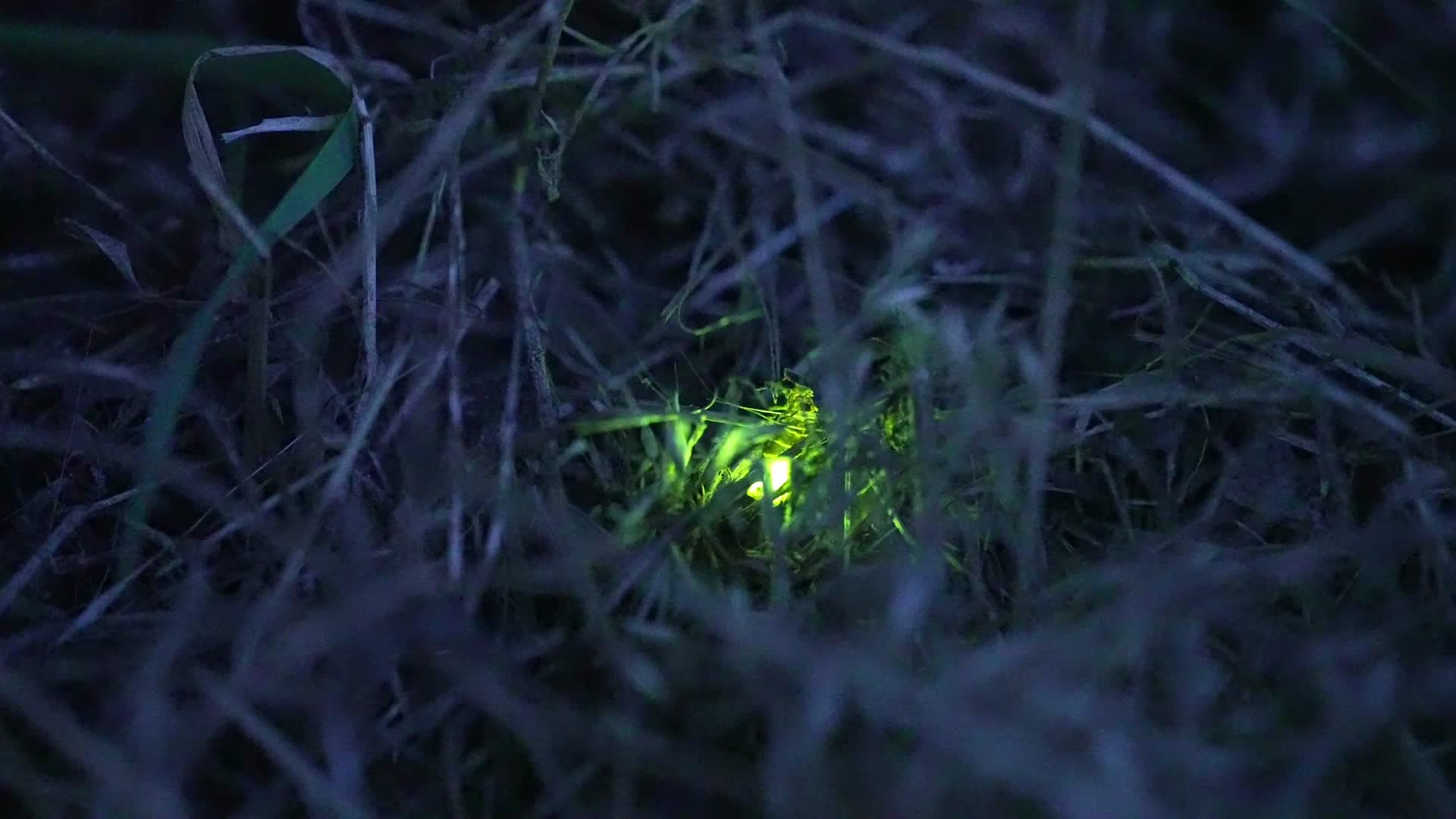 夜晚草丛萤火虫闪烁亮光视频的预览图