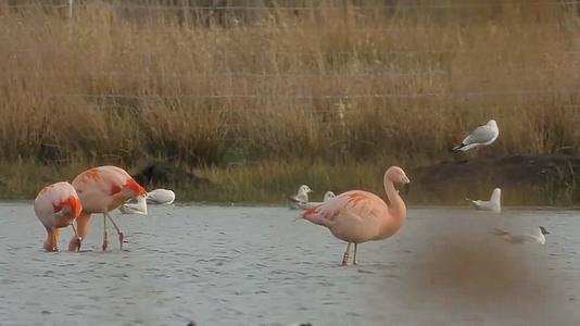 成群火烈鸟候鸟水中觅食休息视频的预览图