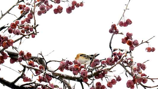 冬季在树枝上的小鸟视频的预览图