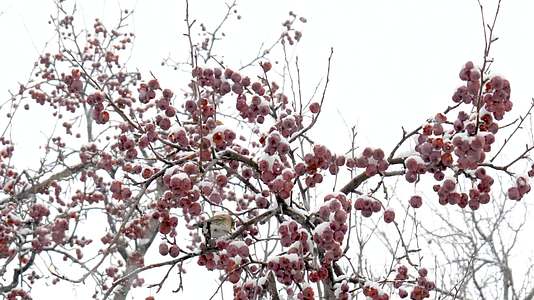 冬季在树枝上的小鸟视频的预览图