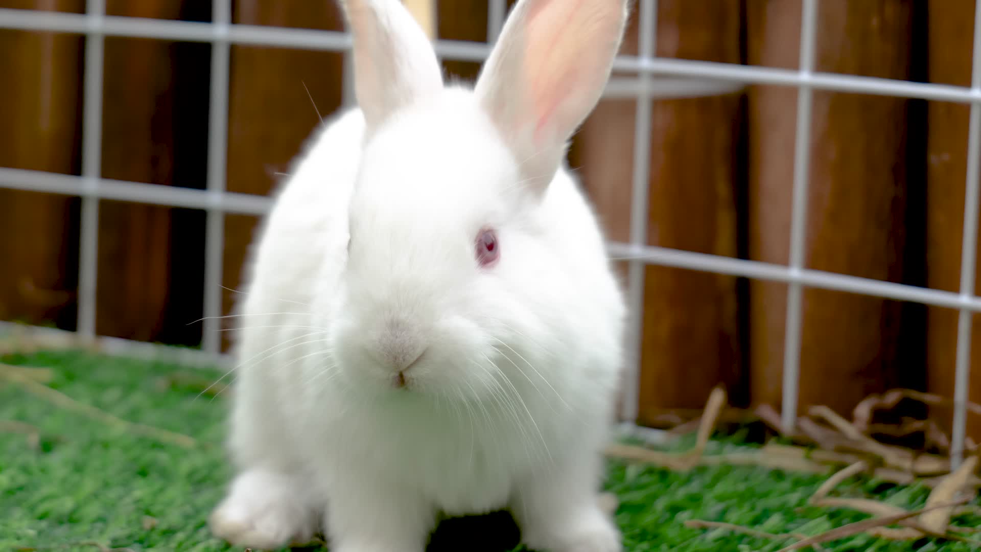 兔子养殖小兔子活体兔视频的预览图