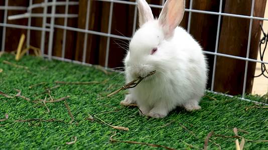 兔子养殖小兔子活体兔视频的预览图