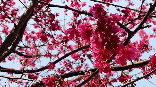 阳光春风里的山樱桃花视频的预览图