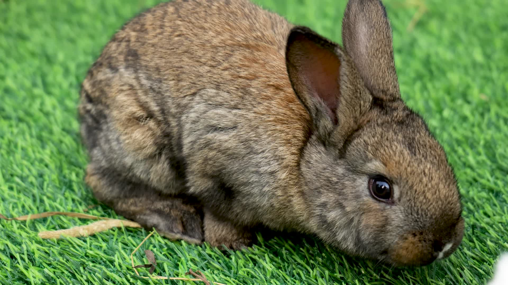 活体兔子小白兔生肖兔视频的预览图