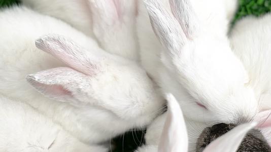 生肖兔活兔子视频的预览图