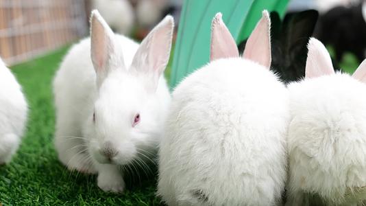 生肖兔活兔子视频的预览图