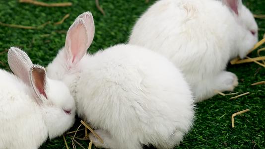 兔年生效活兔子实拍小白兔视频的预览图