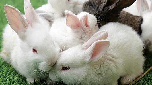 兔年生肖活兔子实拍小白兔视频的预览图