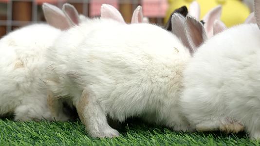 兔年生效活兔子实拍小白兔视频的预览图