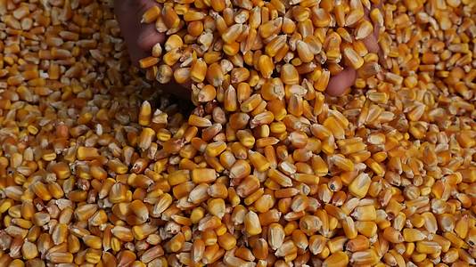 玉米苞米种子丰收粮食视频的预览图