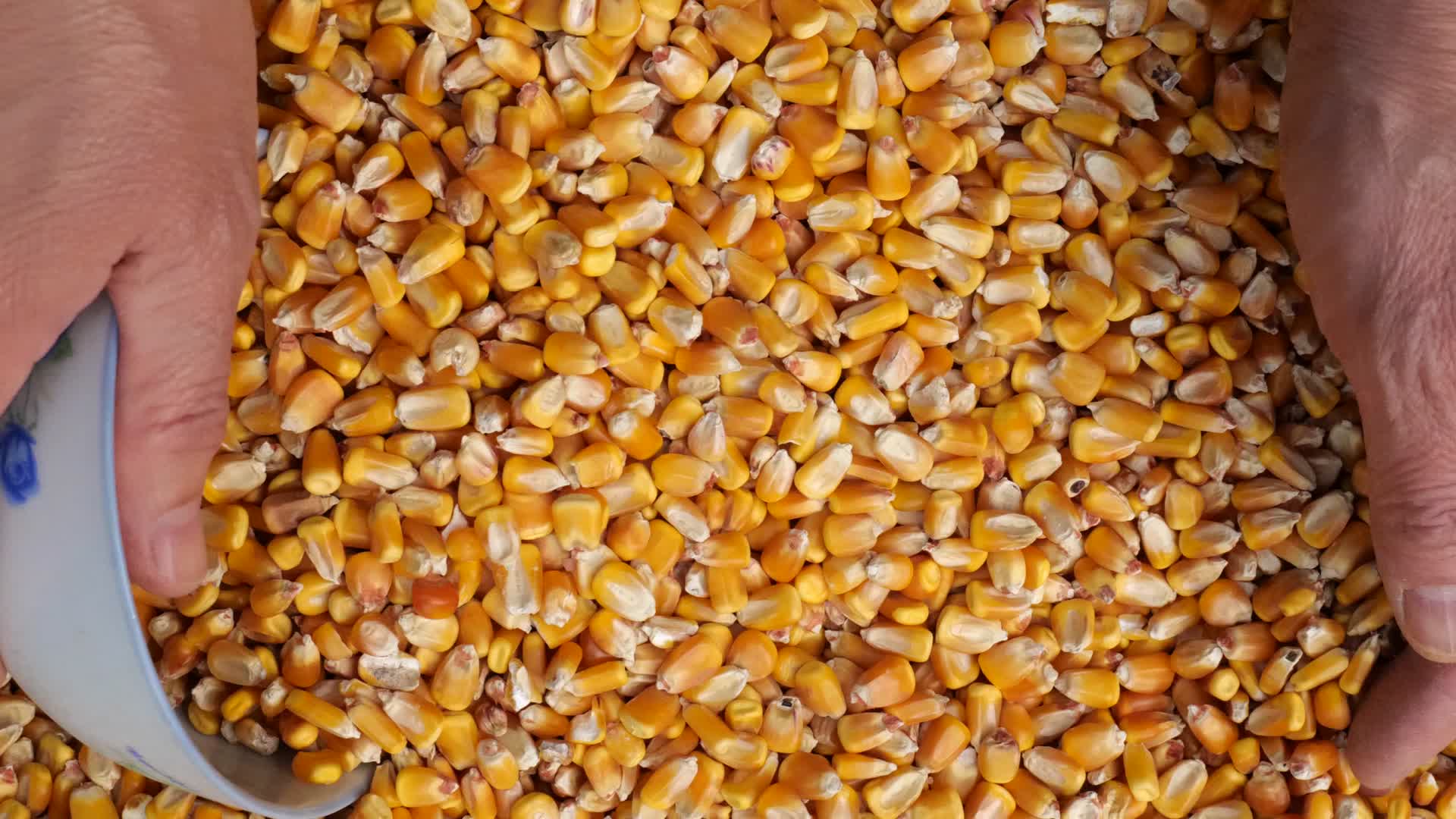 玉米粮食种子展示视频的预览图