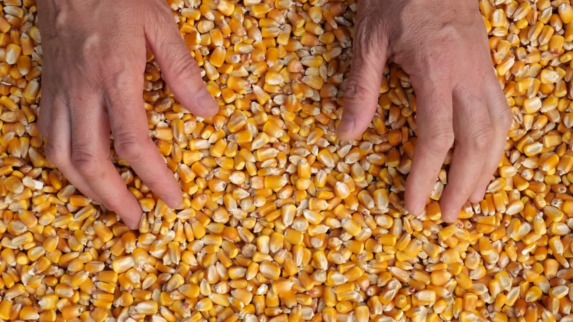 玉米粮食种子展示视频的预览图