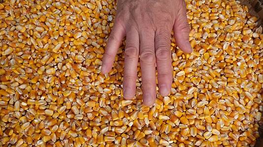 玉米大丰收农民喜悦视频的预览图
