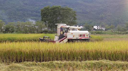 收割机收割水稻视频的预览图