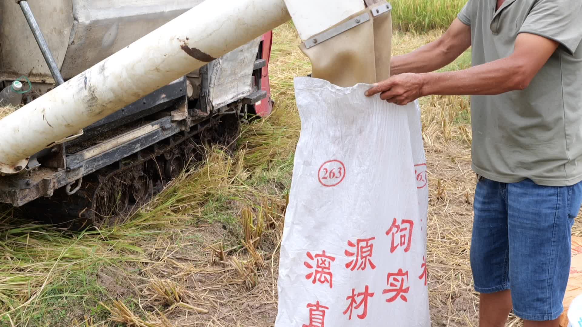 收割机收割水稻视频的预览图