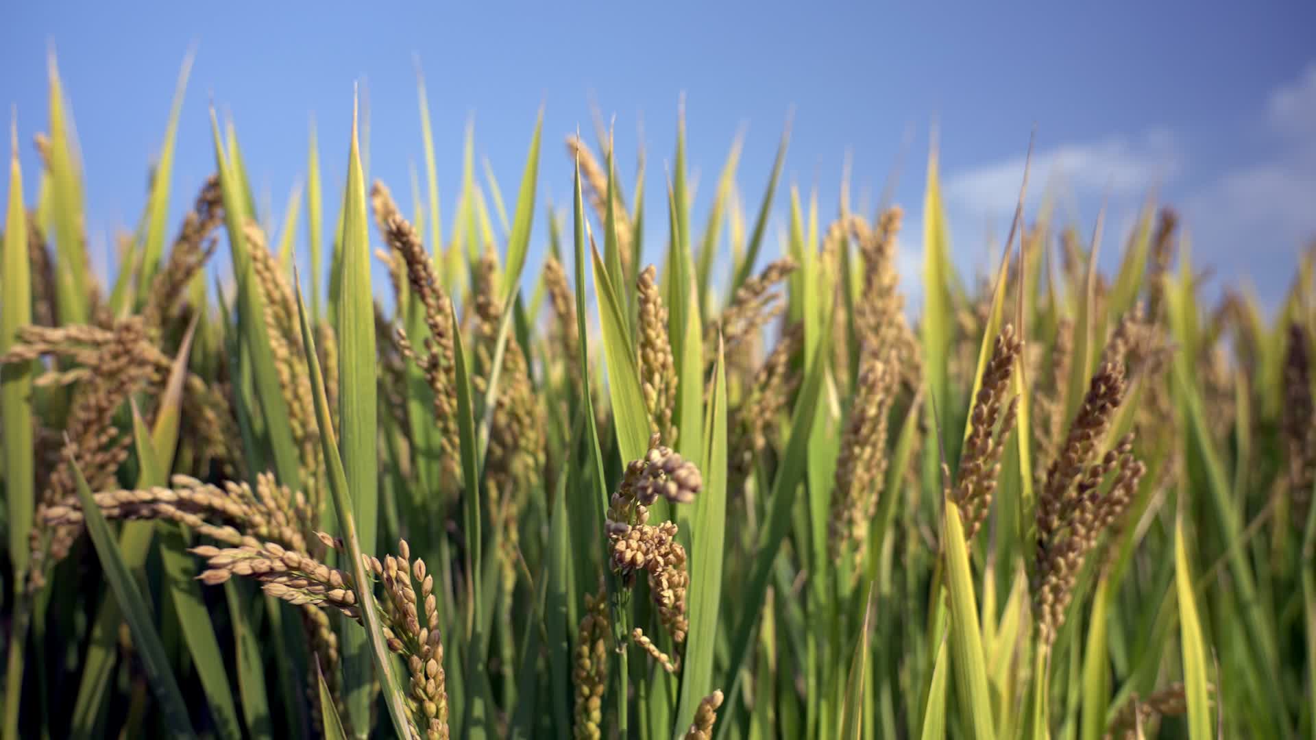 水稻稻谷大米米饭农业粮食丰收稻田乡村振兴视频的预览图