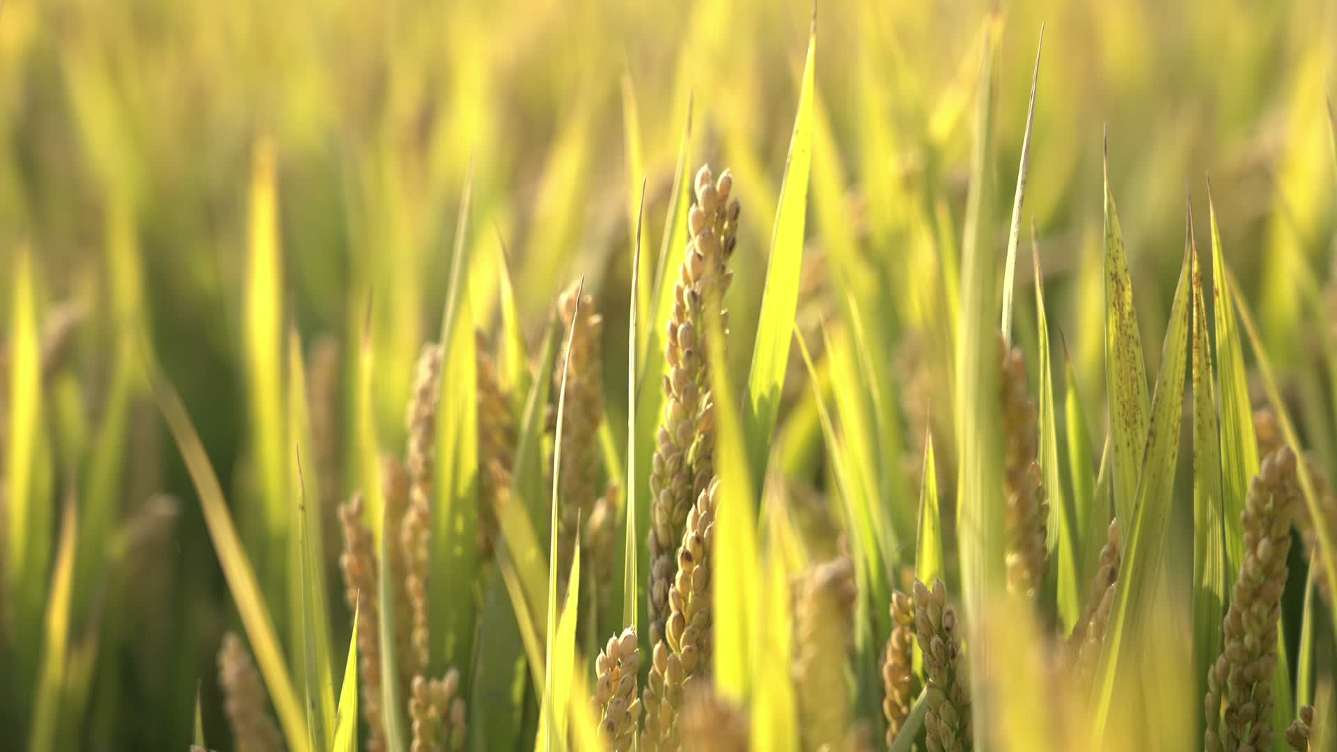 水稻稻谷大米米饭农业粮食丰收稻田乡村振兴视频的预览图