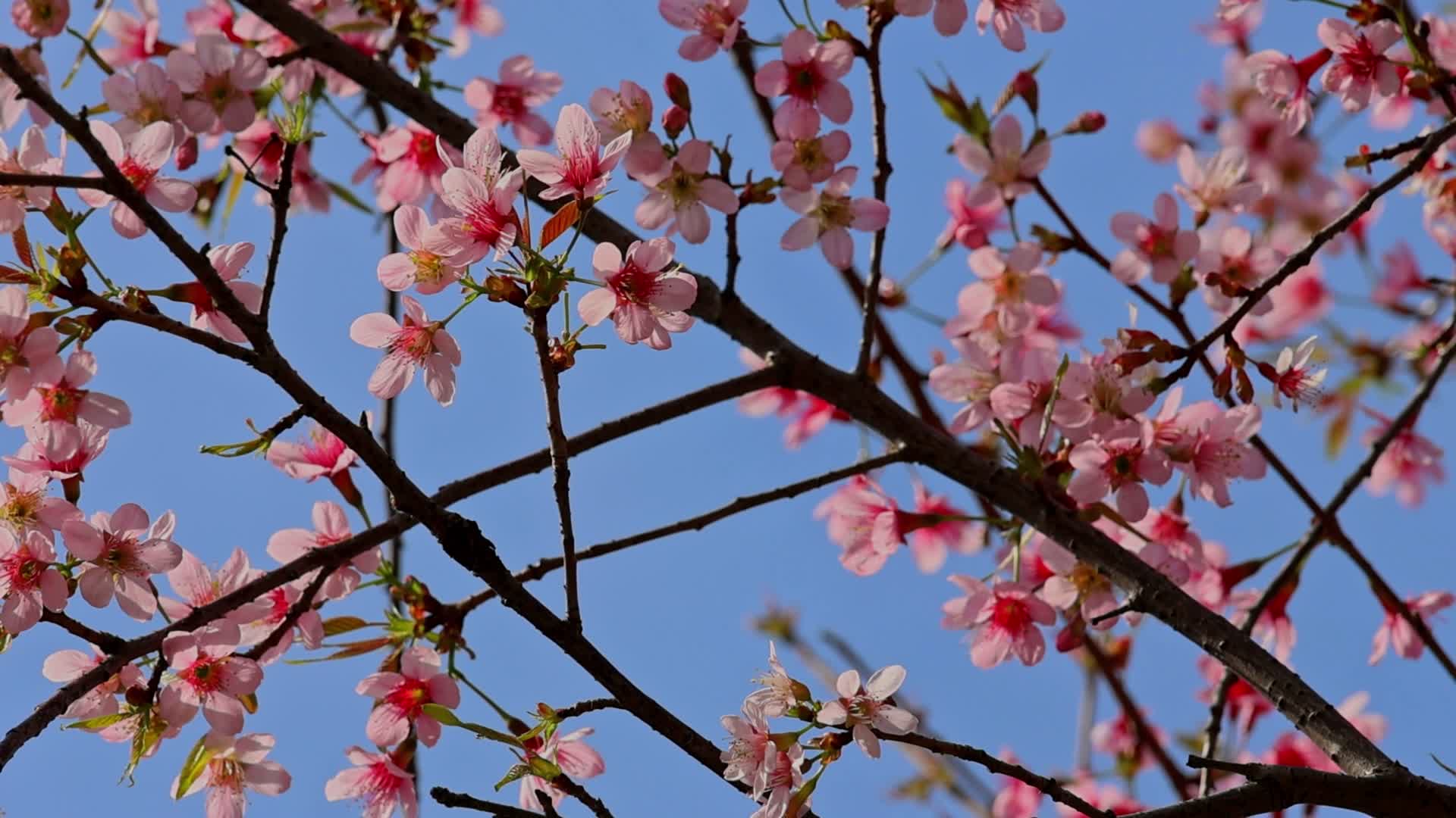 春天绽放的樱花视频的预览图