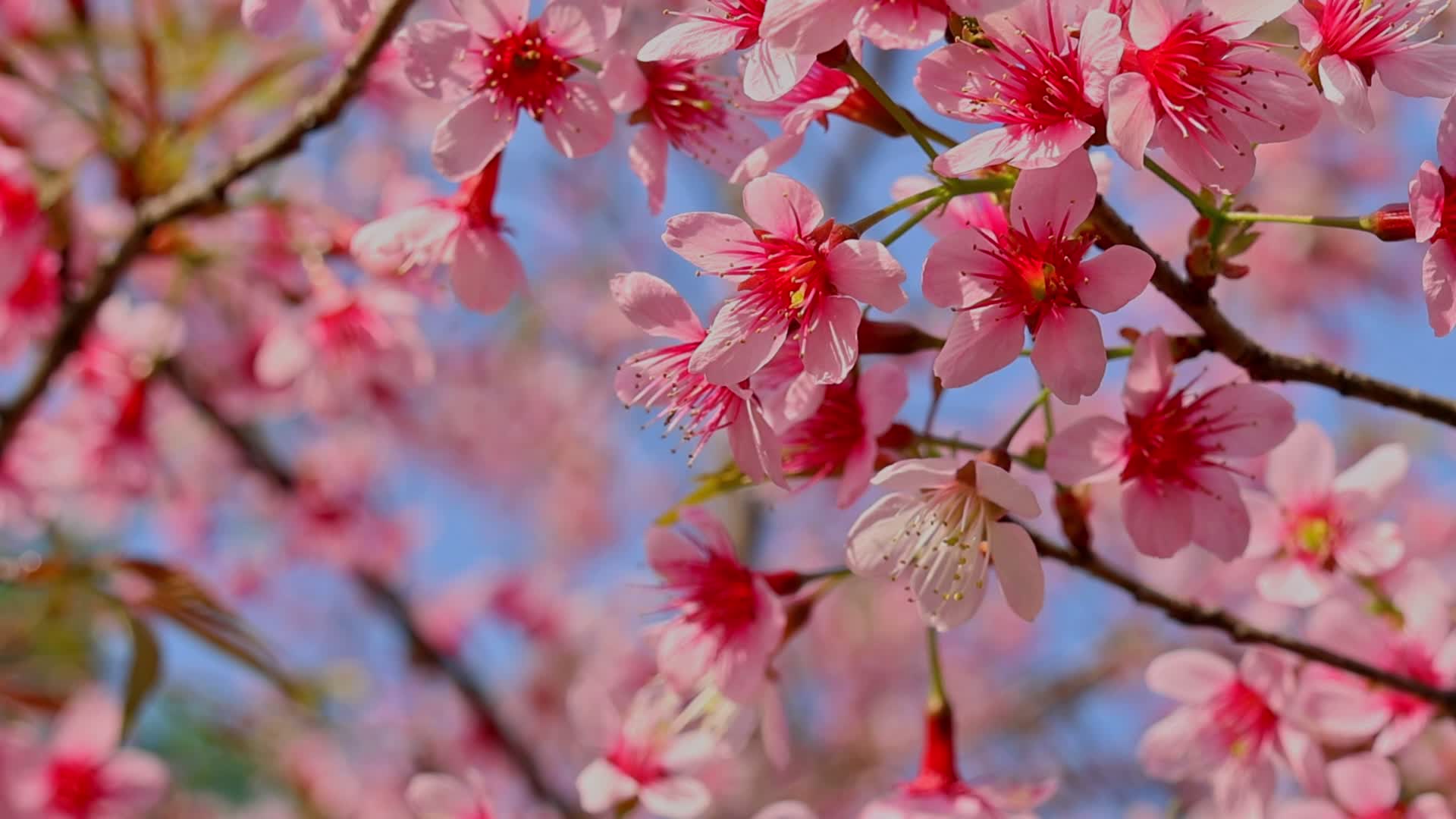 春天盛开的樱花视频的预览图