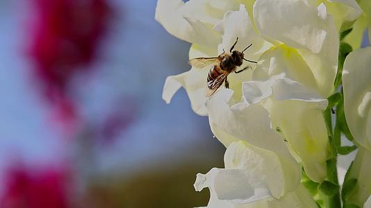 春暖花开蜜蜂采蜜视频的预览图