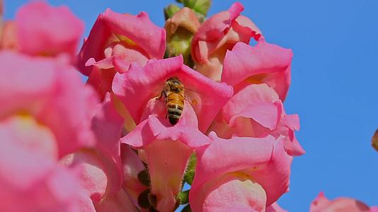 春暖花开蜜蜂采蜜视频的预览图