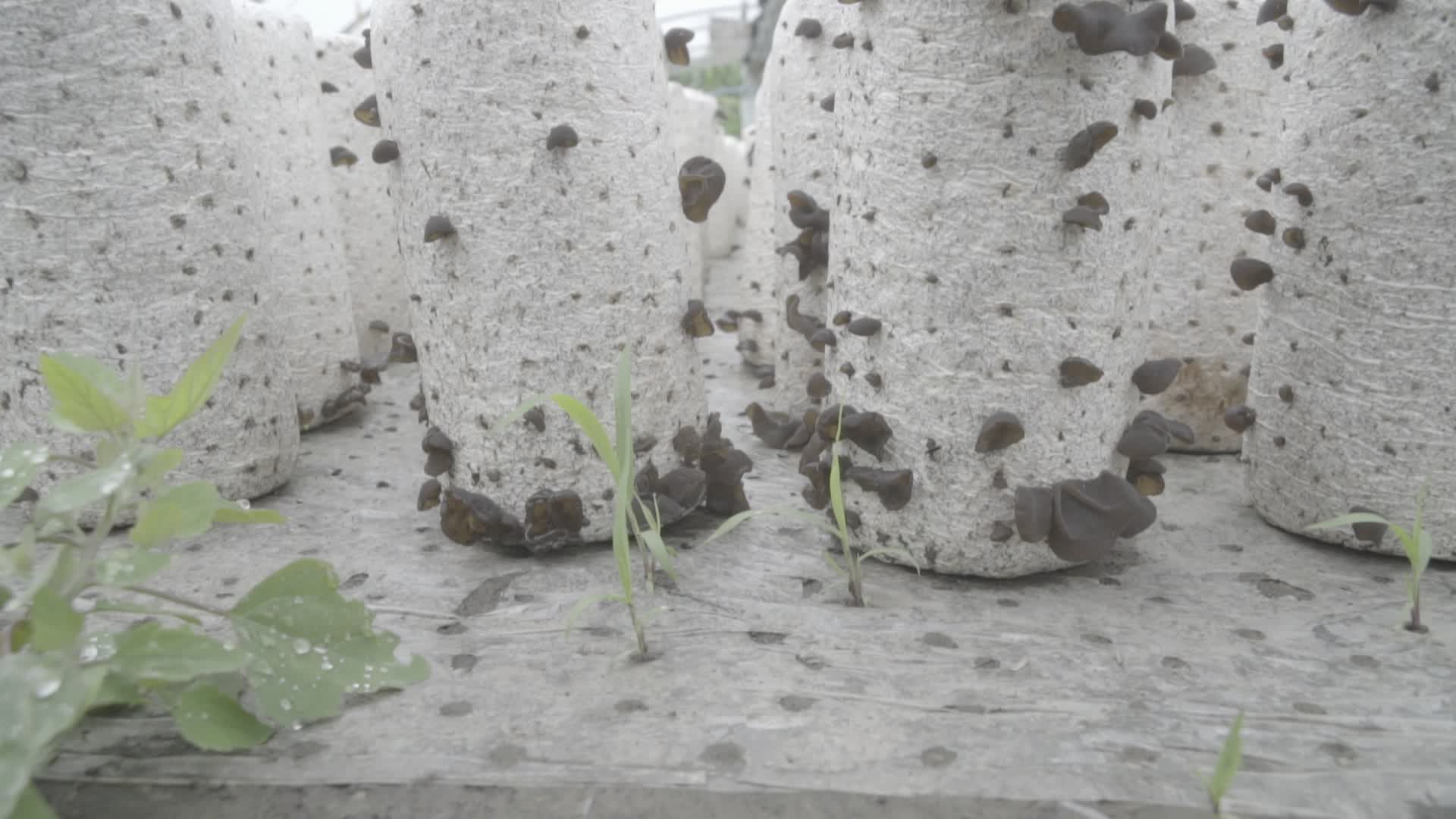 农业大棚木耳生长养殖大棚视频的预览图