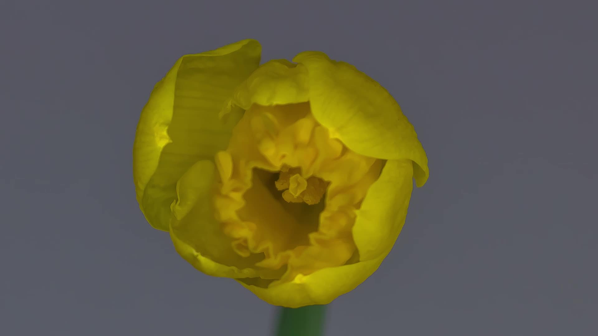 花朵百花争艳视频的预览图