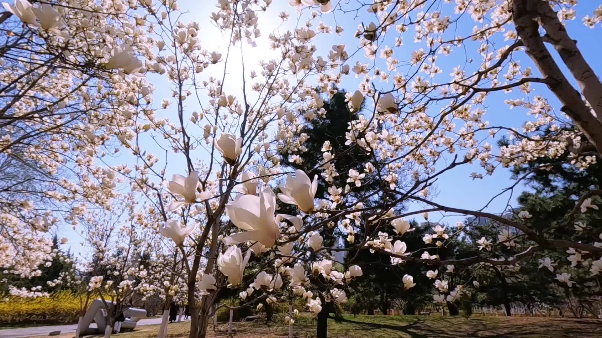 初春时节公园里盛开的玉兰视频的预览图