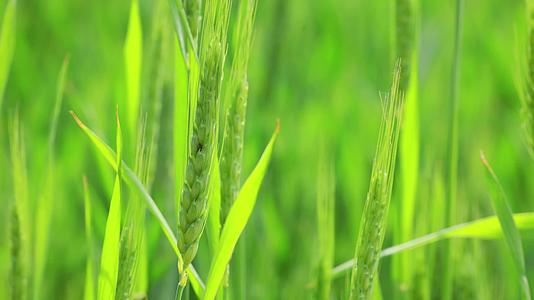 阳光下茁壮生长颗粒饱满的丰产小麦品种视频的预览图