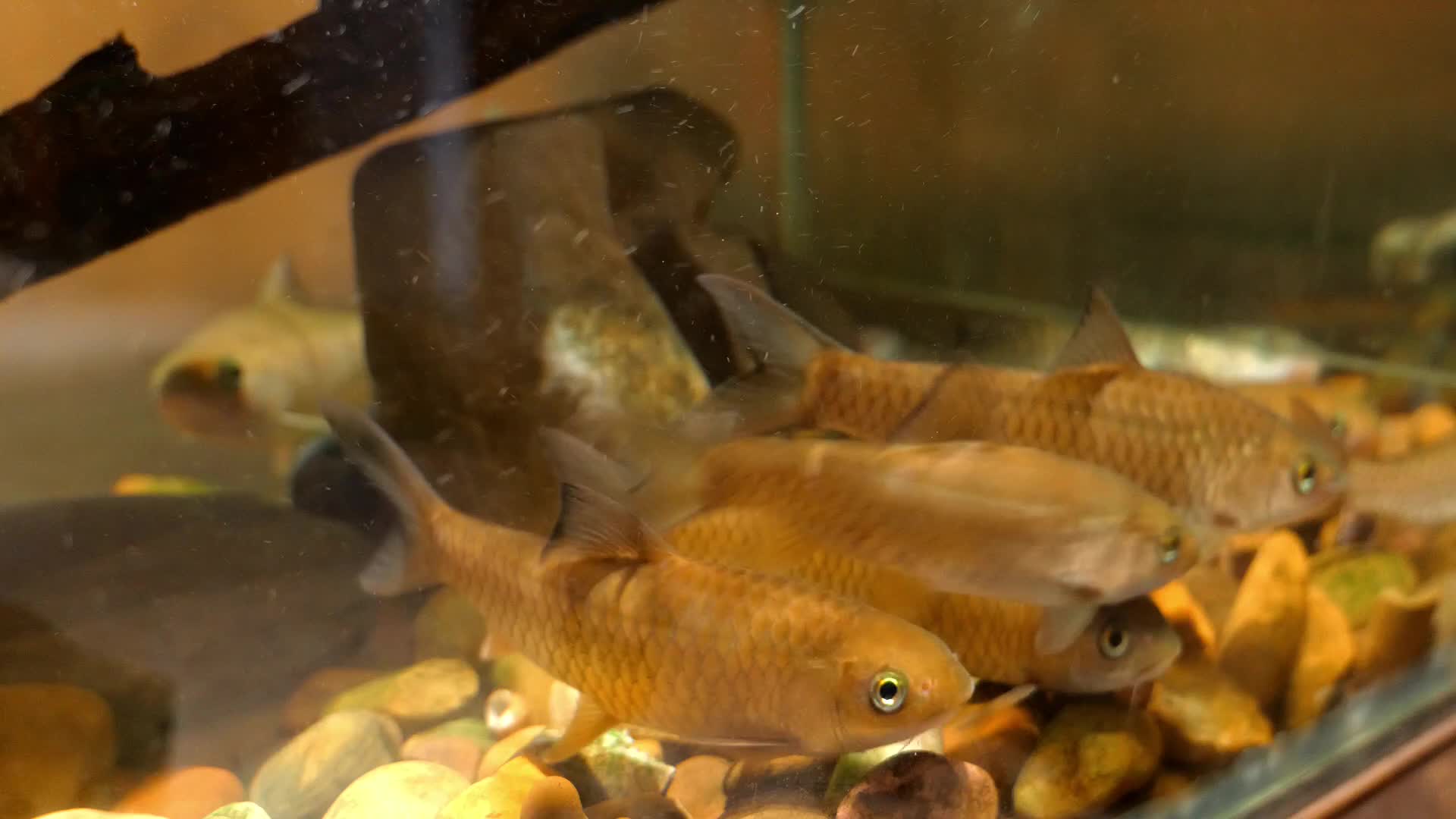 草鱼漓江里的草鱼野生草鱼视频的预览图