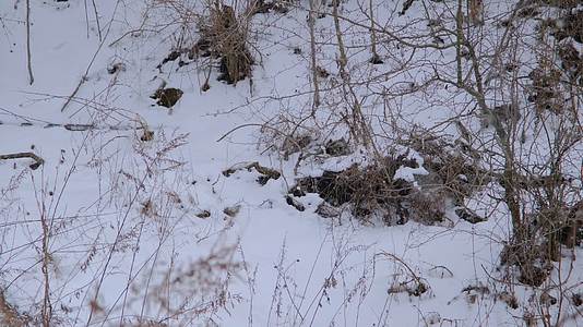 冬天秦岭山深处岭南公园的雪景视频的预览图