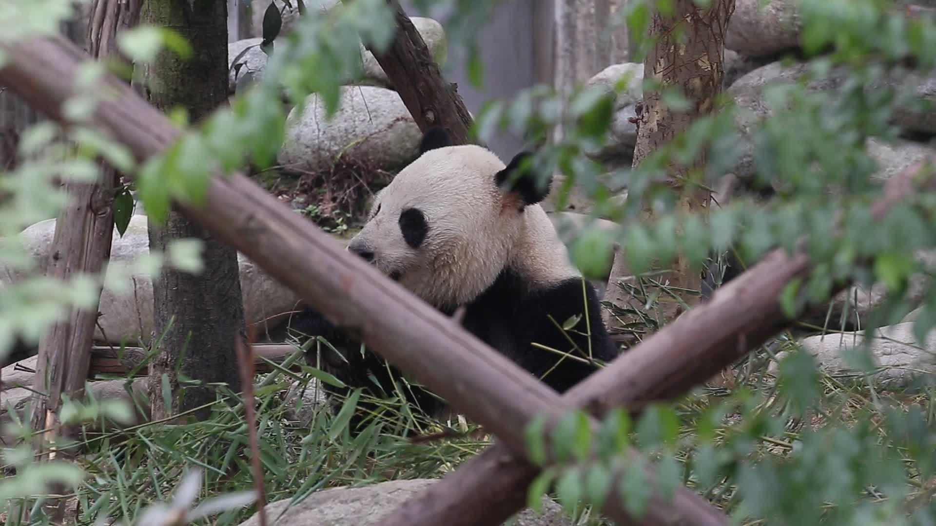 四川成都大熊猫基地视频的预览图