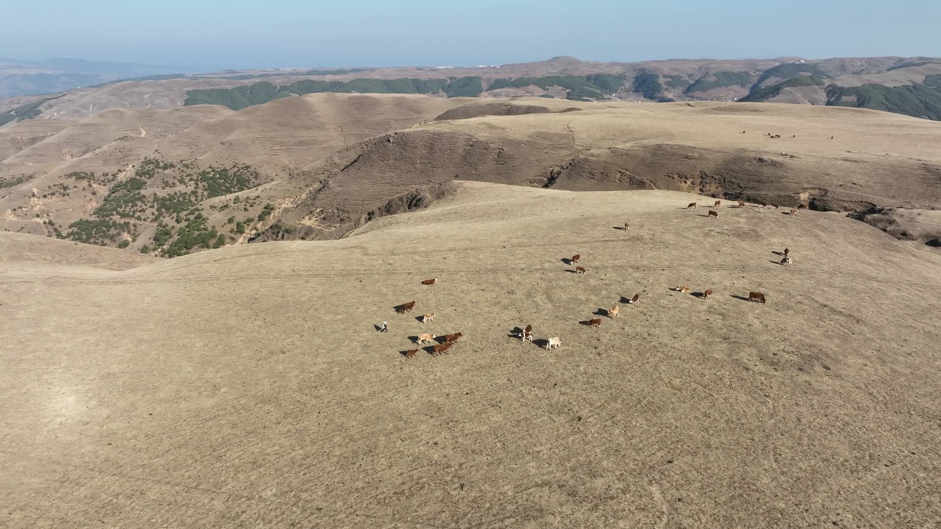 4K航拍云南大山包牛群近景视频的预览图