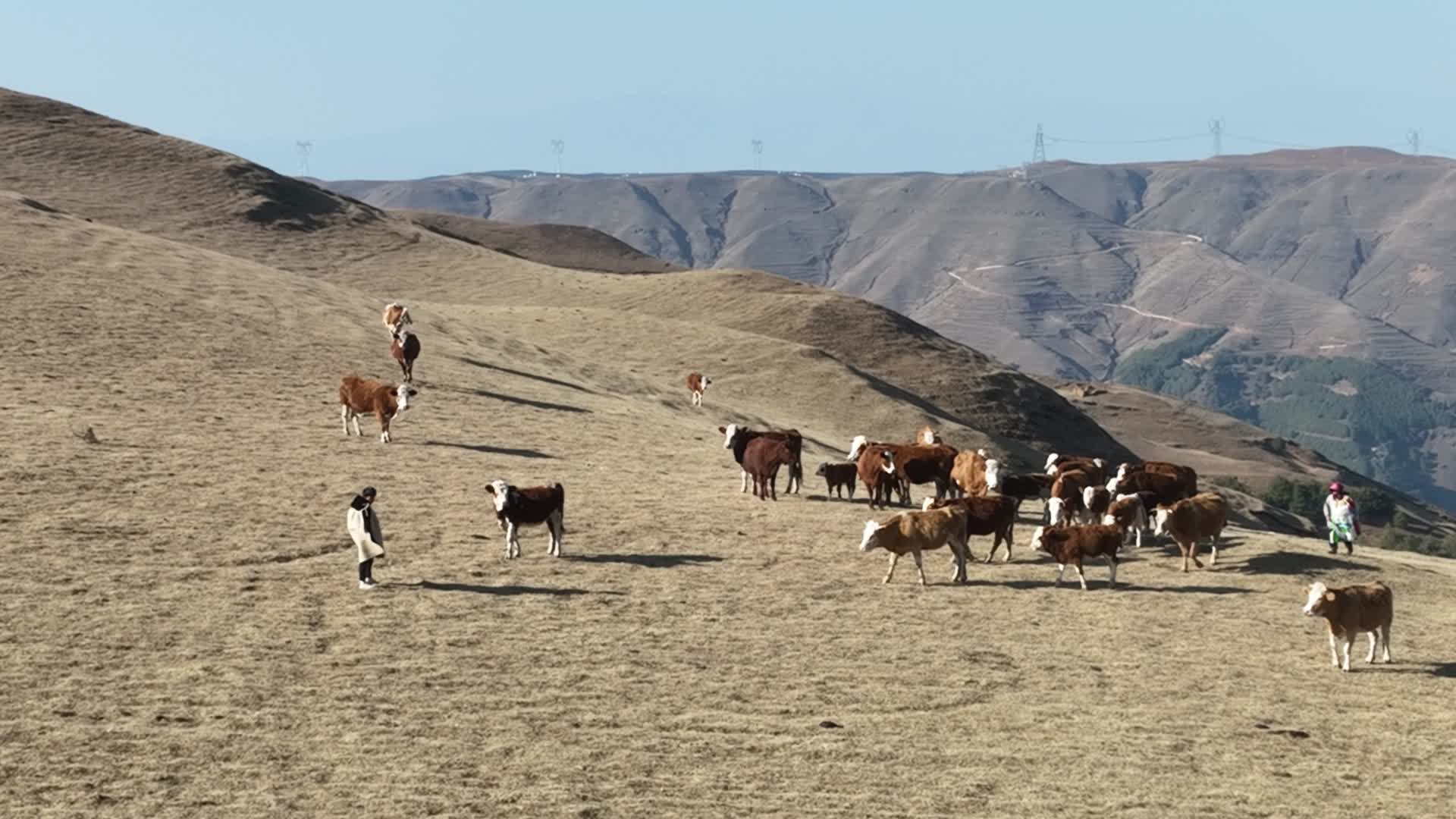4K航拍云南大山包牛群环绕视频的预览图