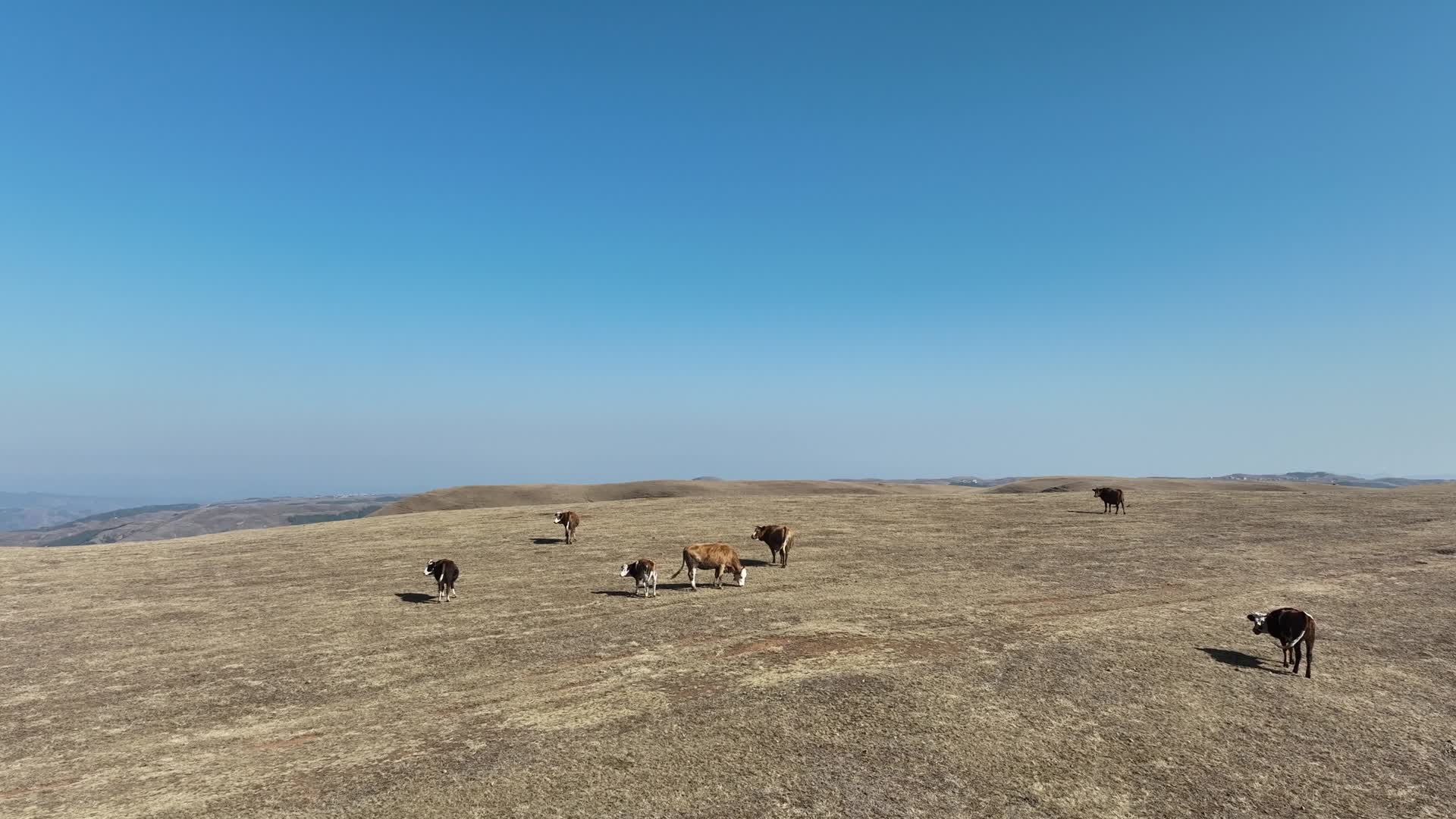 4K航拍云南大山包牛群视频的预览图