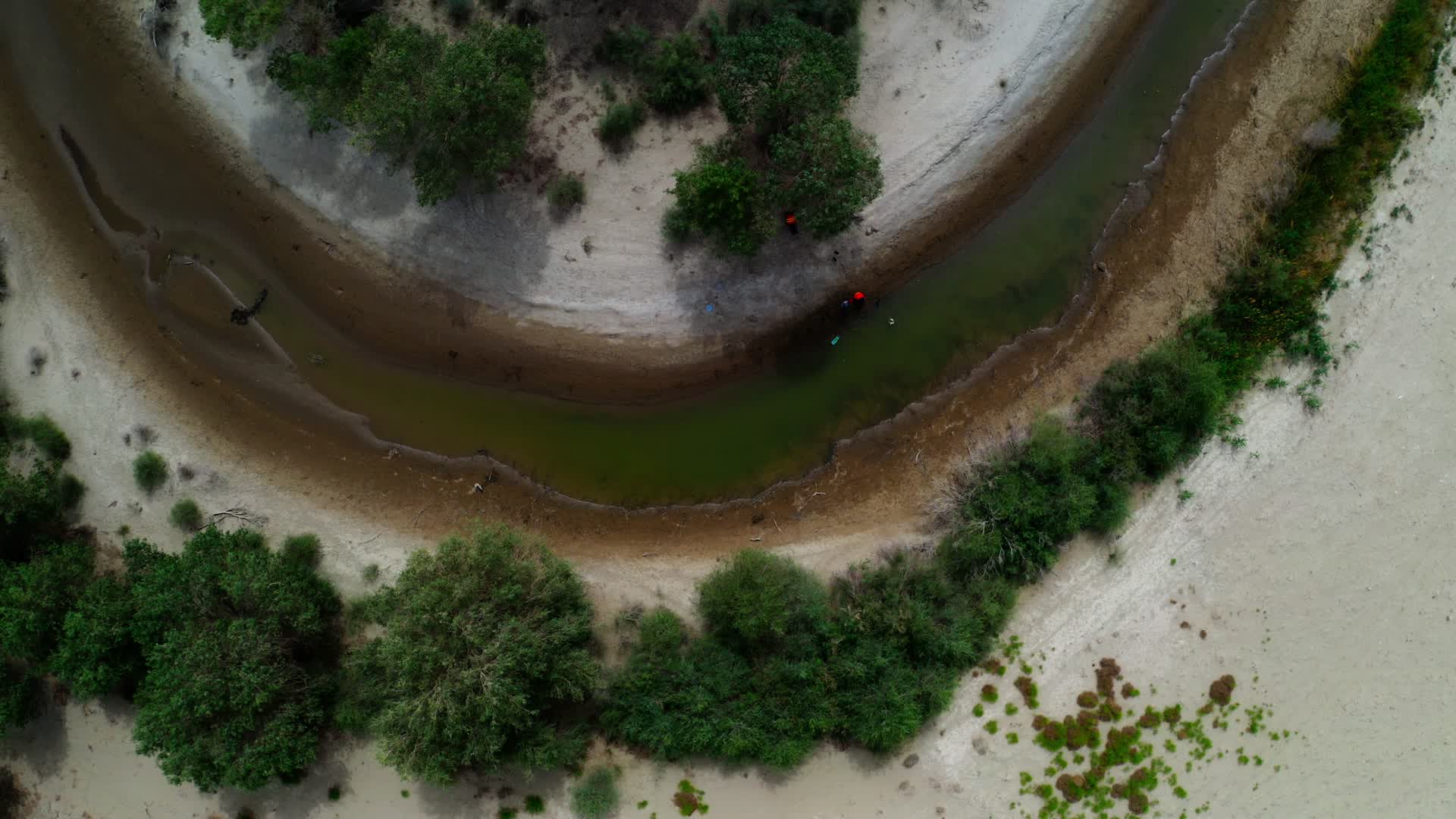 荒漠中的胡杨树视频的预览图