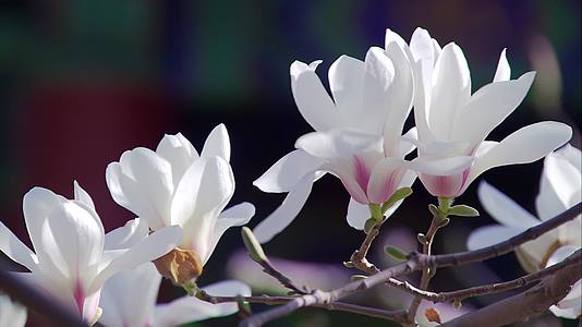 微距镜头初春盛开的带露珠的玉兰花视频的预览图