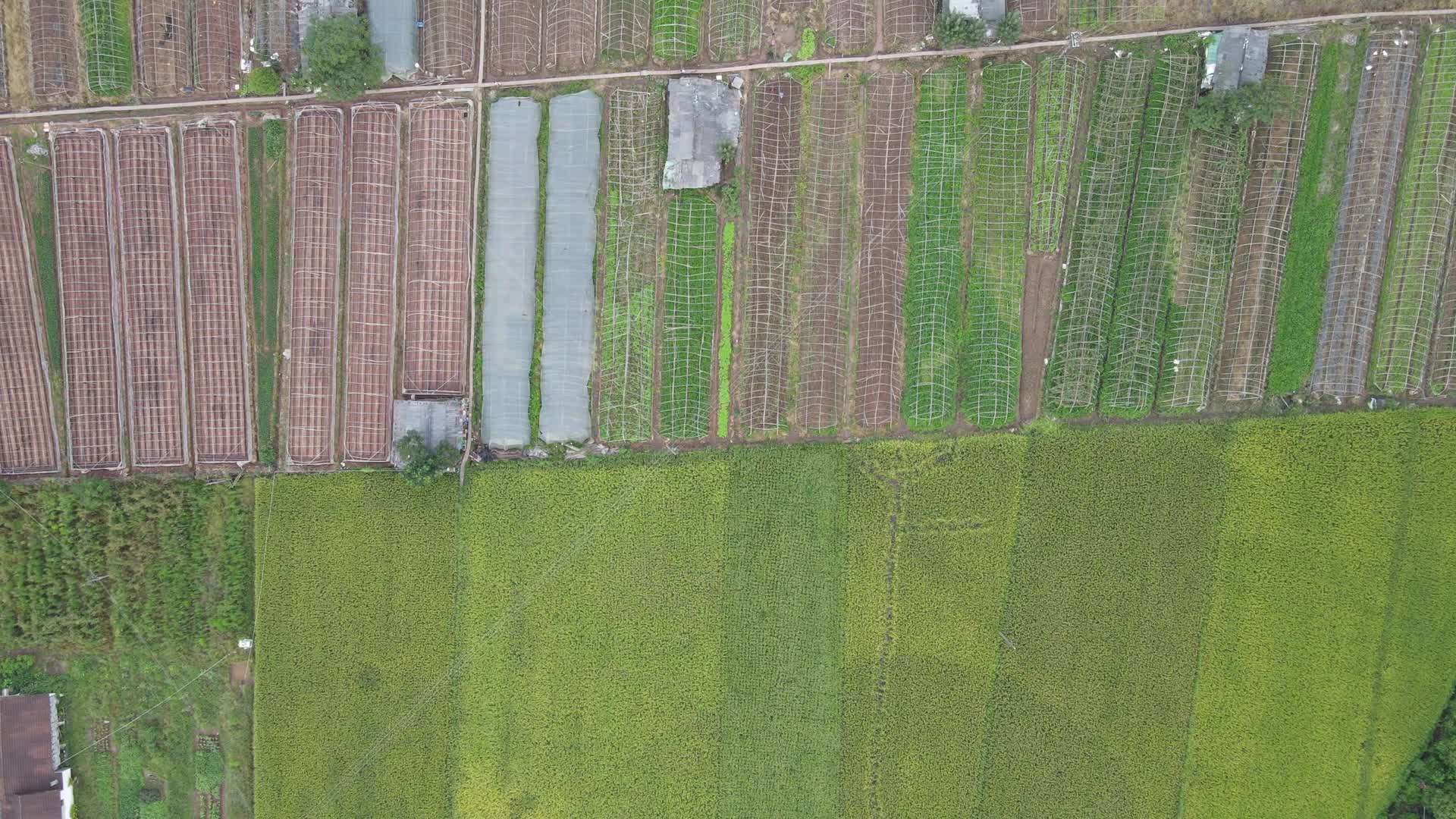 航拍大片农田草皮视频的预览图