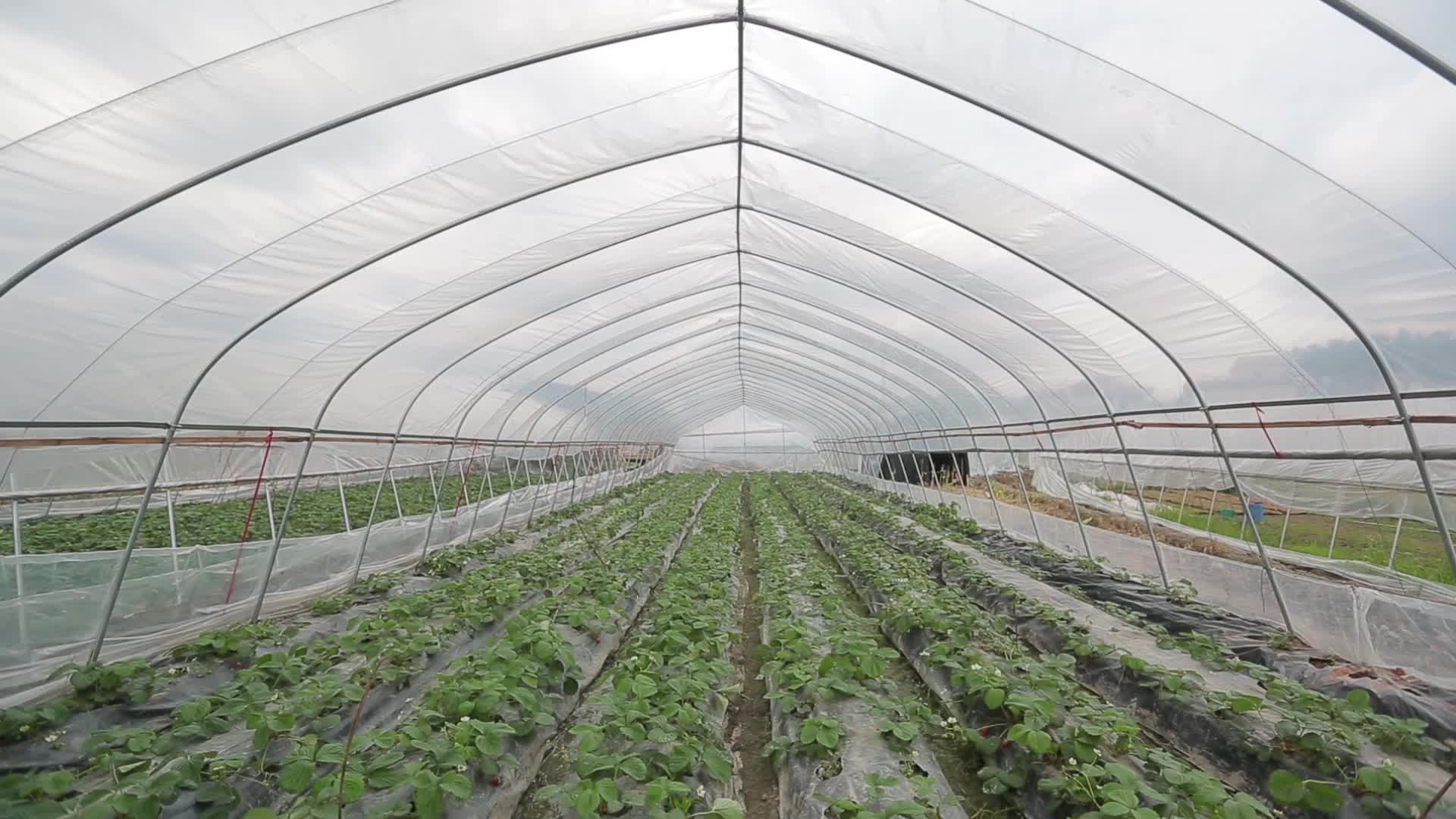 农业生产大棚蔬菜实拍视频视频的预览图