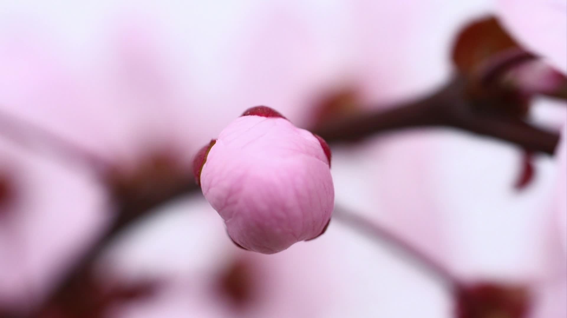 唯美延时樱花开放视频视频的预览图