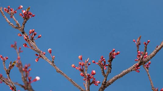 春天万物复苏桃花开花延时视频的预览图
