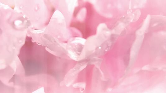 清晨露珠唯美花卉梦幻花卉视频视频的预览图