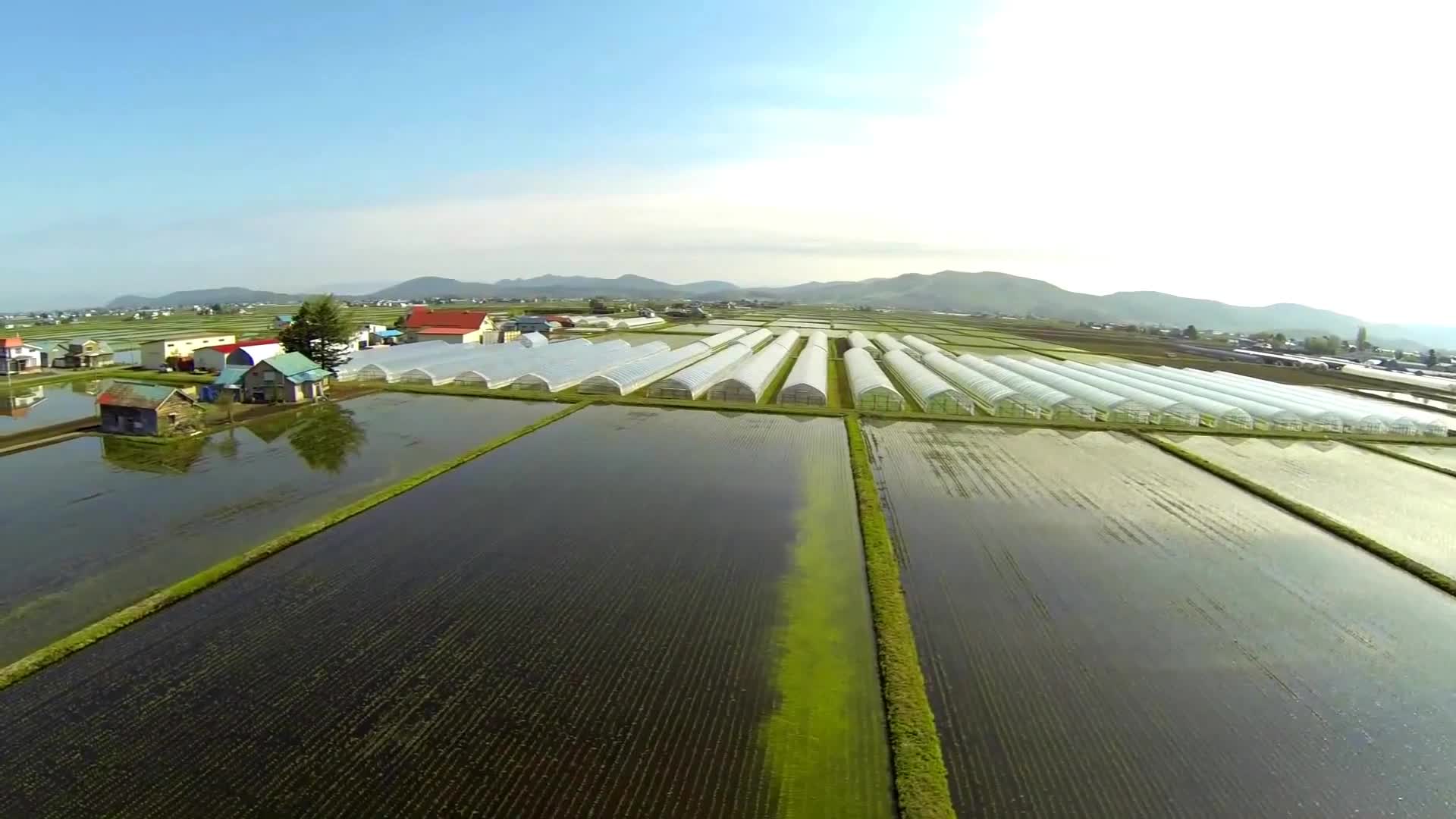 航拍水稻农场大棚高尔夫草坪视频的预览图
