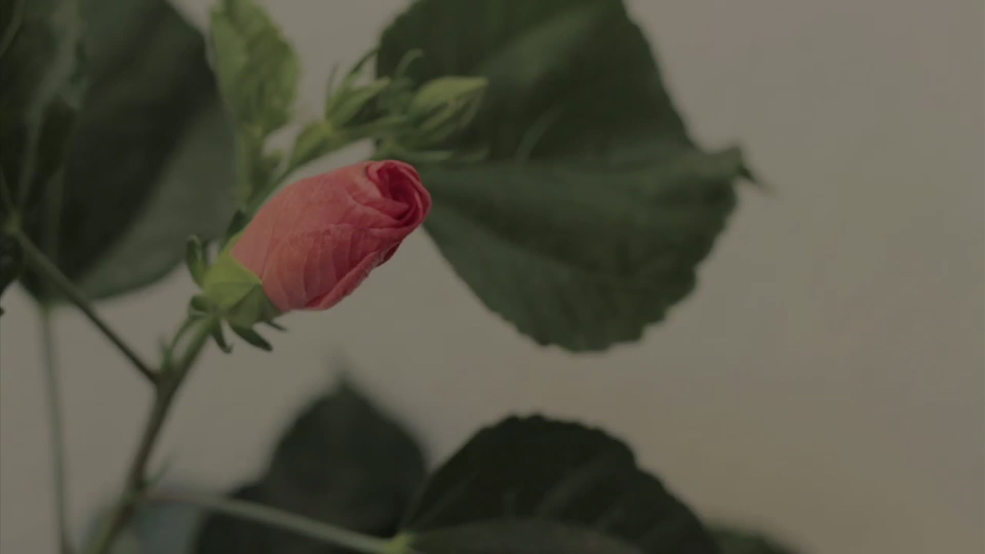唯美淸新娇艳花朵绽放花开放慢镜头视频视频的预览图