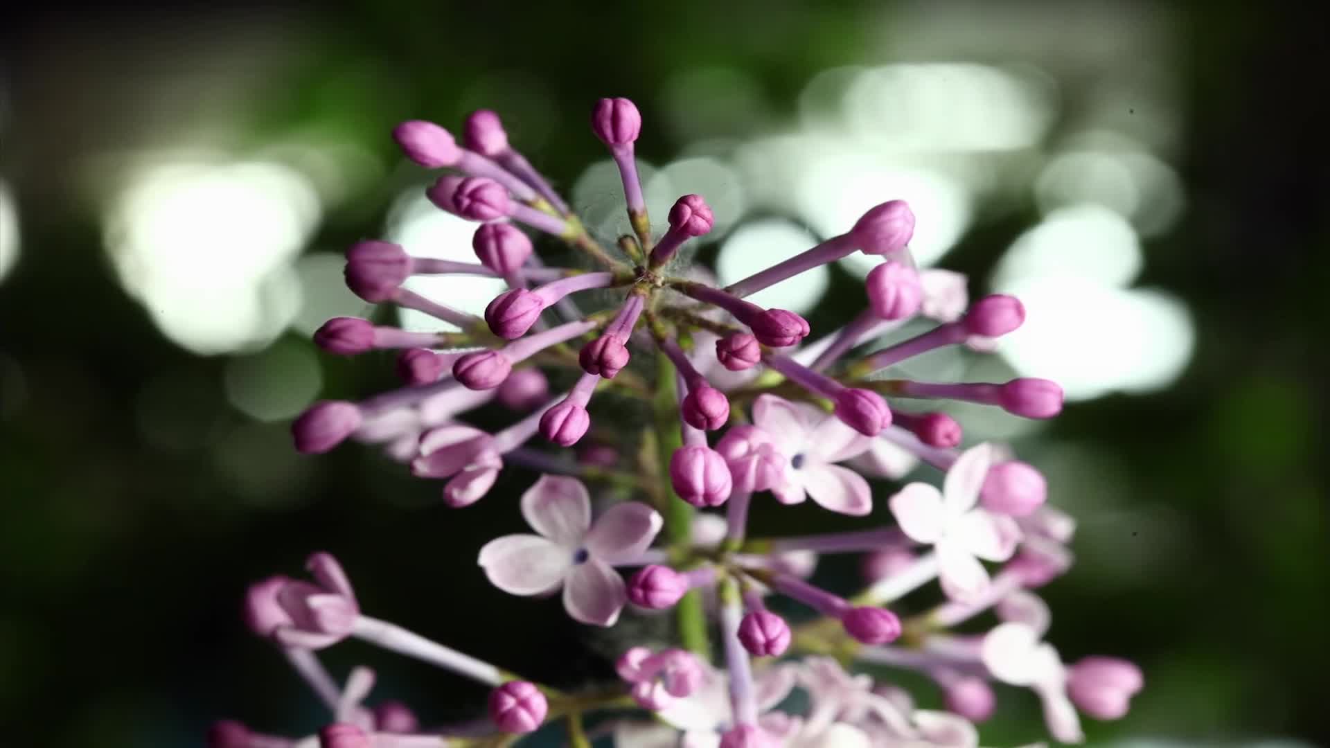 花朵植物绽放开放延时摄影视频视频的预览图