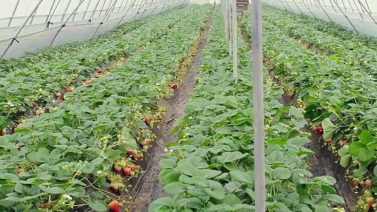 新鲜草莓特写草莓采摘园特色种植视频视频的预览图